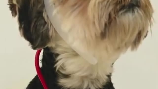 Cute dog