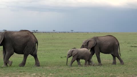 #Funny Baby Elephant