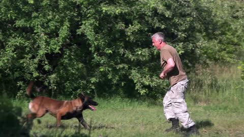 Train your dog with EASE!