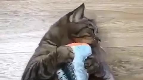 The cat is happy with his catch