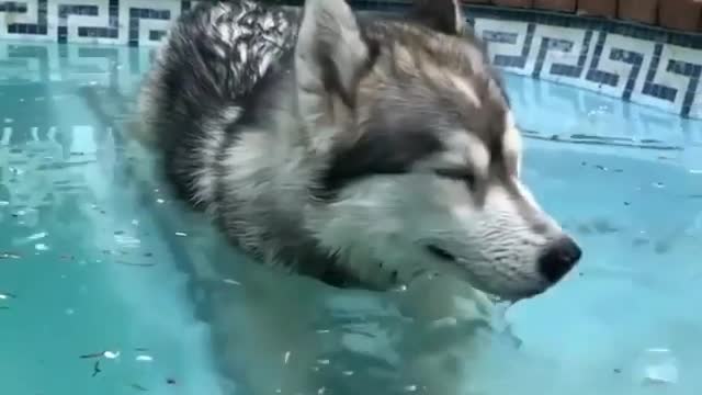The dog is blowing bubbles in the water