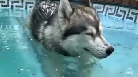 The dog is blowing bubbles in the water