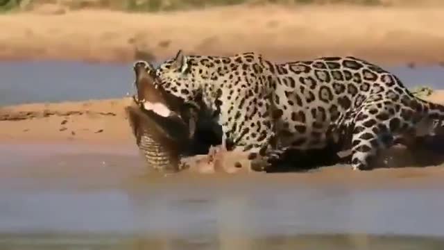 jaguar vs crocodile