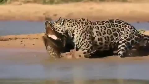 jaguar vs crocodile