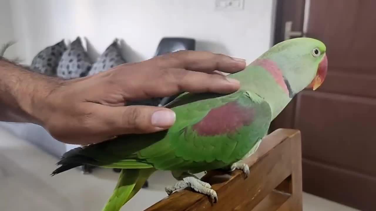 Pablo Mummy ka Cute Baccha hai aur Talking me iss Parrot ka koi jawab Nhip9