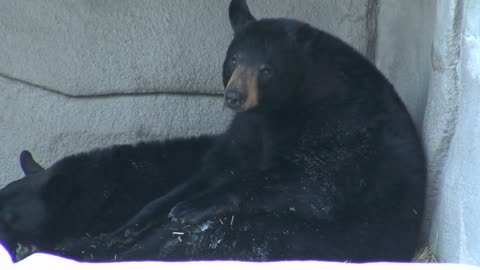 Black Bear