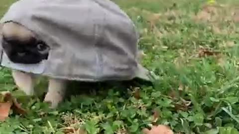 The little Dog - funny videos