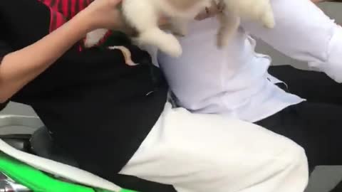 Puppy is Walking on Air