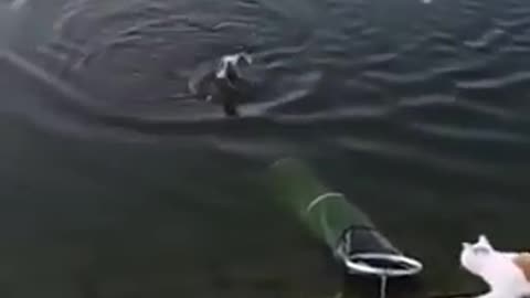 Funny Cat swimming