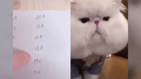 Talking Cats