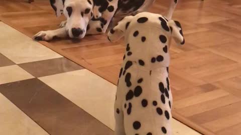 Dalmatian very skeptical of Dalmatian stuffed animal