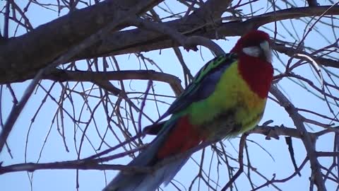 Parrot