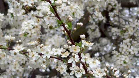 bees-on-white-flowers