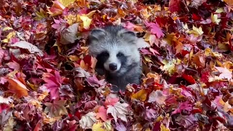 Tanuki in the Leaves
