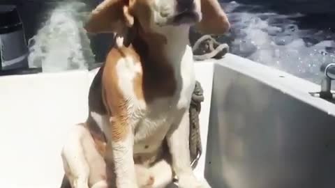 Best Funny Animal Videos 2022 😺 Funny Dog Videos 2022 😁 Funniest Dog Videos 😁😇