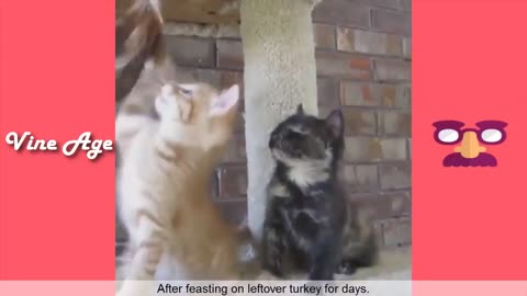Try Not To Laugh Watching Americas Funniest Home Videos Vine Age