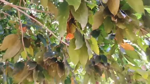 5) My parrot sings on a tree branch