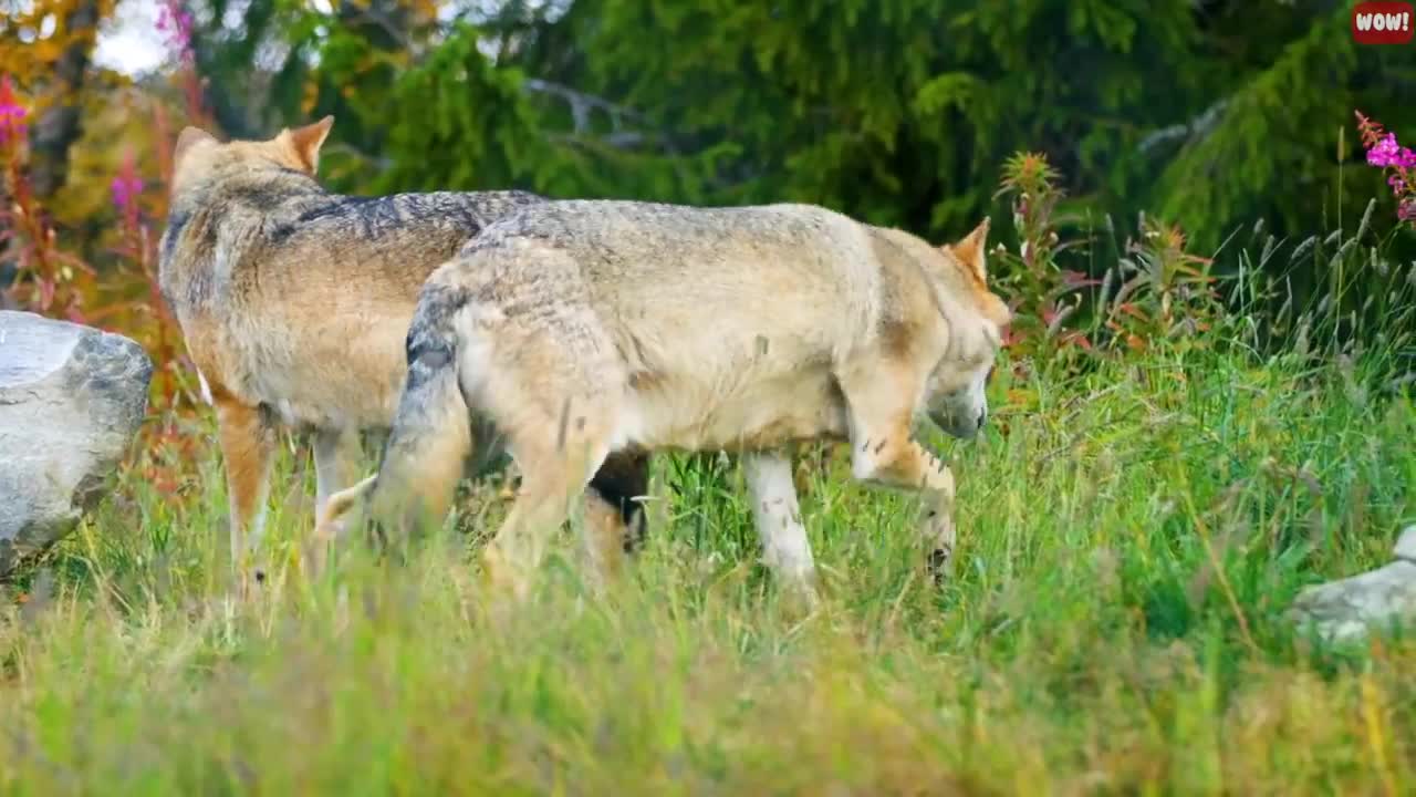 21 Jaw-Dropping Facts about Behaviors Dogs Exhibit