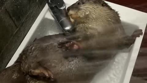 Energetic Otter Loves Shower Time