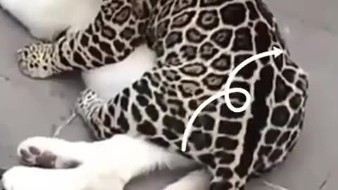 funniest animals 🐶funny animals videos #9🐶