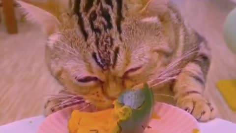 My kitten loves Vegetables