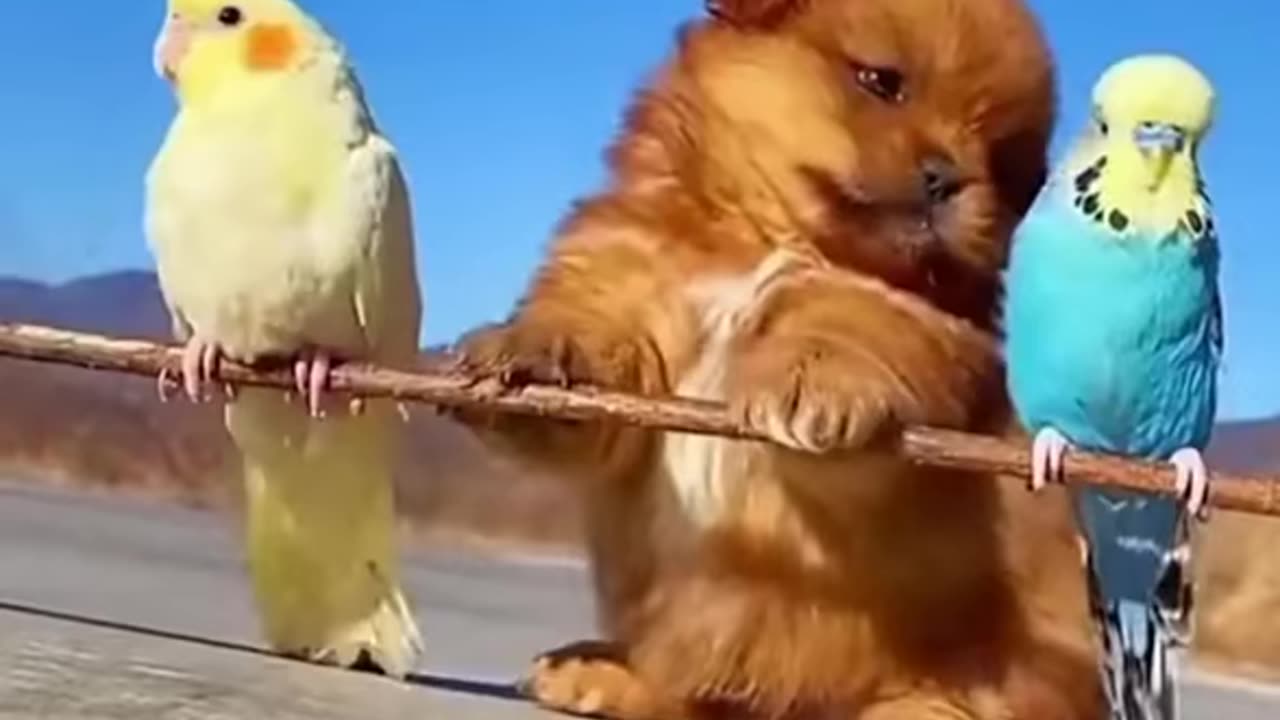 Cute and funny animal videos || they are so cute || cute animal playing together