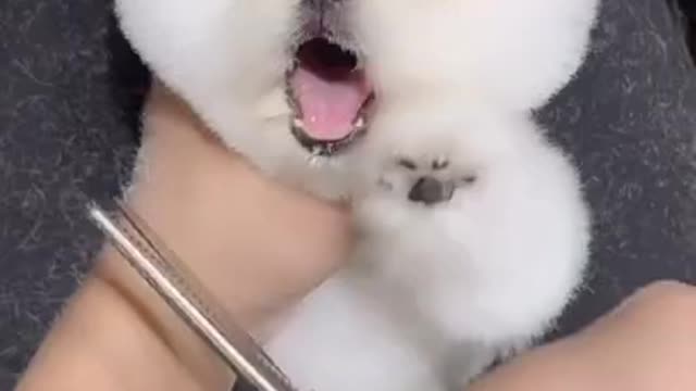 CHINA FUNNY VIDEO 2021 CHINESE COMEDIAN _CHINESE FUNNY VIDEO