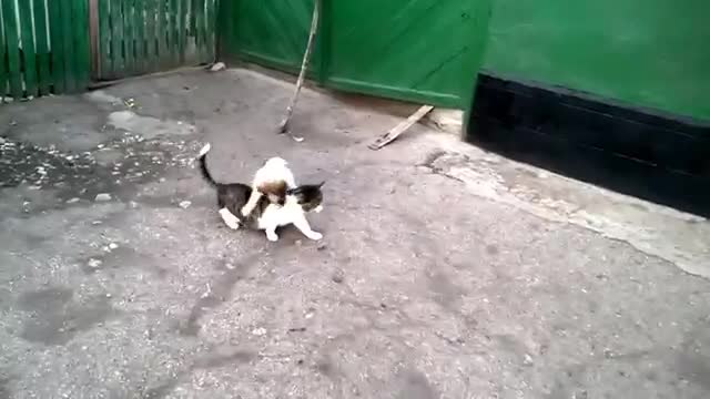 Cute Dog and cat playing