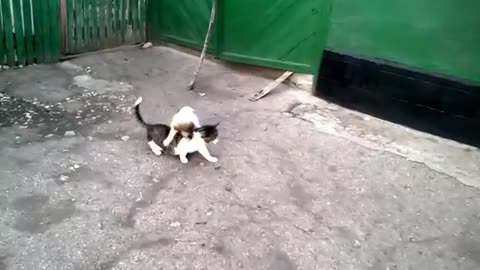 Cute Dog and cat playing