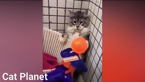Laugh with our cats