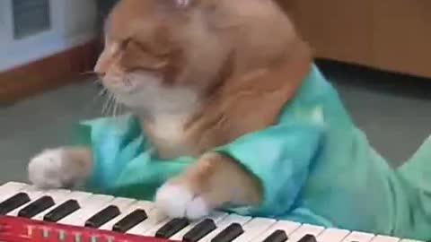 cat playing piano