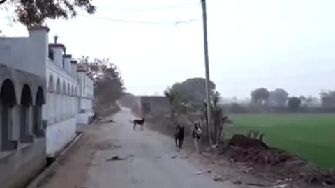 Pranking street dogs