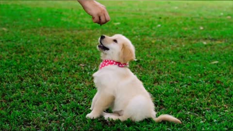 Cute Dog Learning and performing Training Command