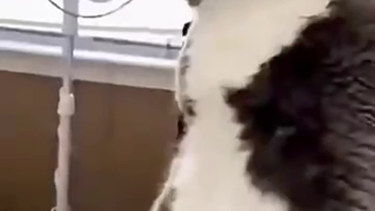 Canine in Cat Shock πΎπ±πΆ