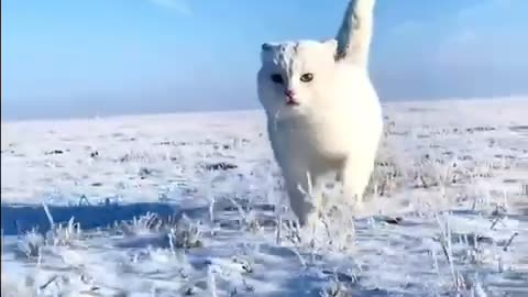 Caneda cats enjoy weather today for life