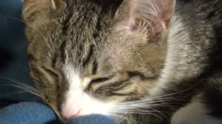 Rudolph the Kitten Sleeps on His Little Red Nose