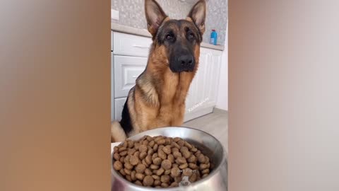 0.001% win,Try not to laugh or grin with these pets