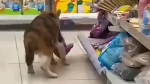Funny animal video