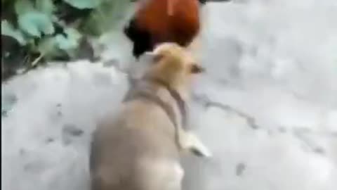 dog VS rooster