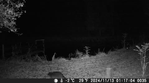 Teich 131124 Die Waschbärgäng