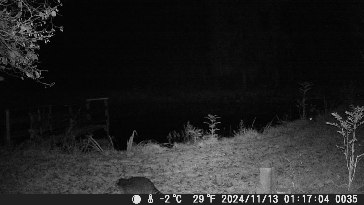 Teich 131124 Die Waschbärgäng