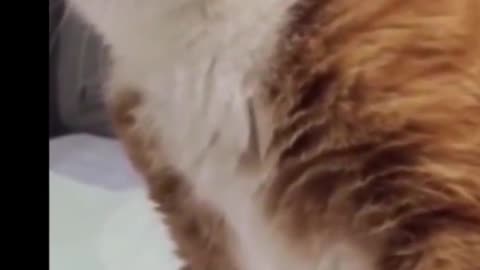 Funny Animal Videos Lol #funny #animals #cute #pets