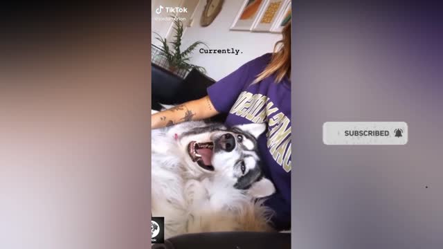 Husky singing his favorite song | My husky in a singing Mood