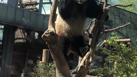 Kung Fu Panda