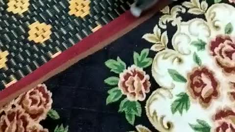 Little cat playing with a ball