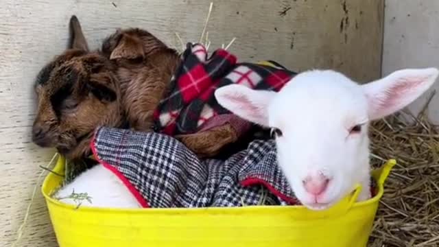 Are these two lambs in a little pot?