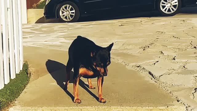 THE DOG WAS SCARED