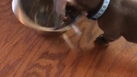 Weiner dog knocks over food dish