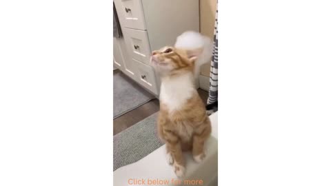 Funny cat Wearing a magic hat
