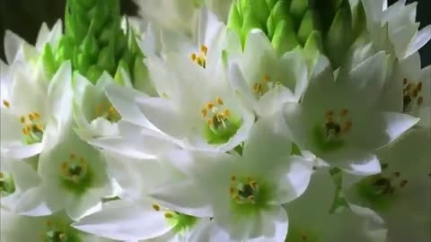 Beautiful Flower and Nature